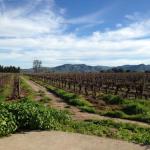 Wine Country of Chile – Santa Cruz