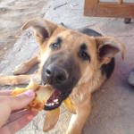 My Favorite Meal in South America with Man’s Best Friend